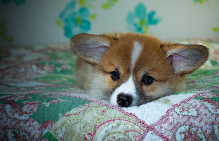 Reddybook: Transforming Digital Learning and Collaboration in the Modern Era